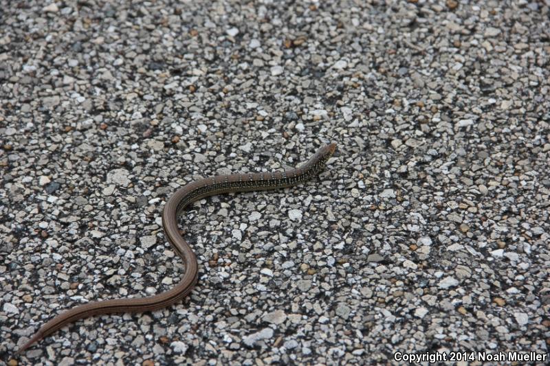 Mimic Glass Lizard (Ophisaurus mimicus)