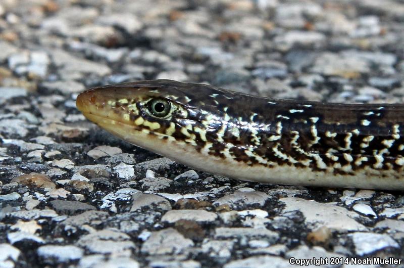 Mimic Glass Lizard (Ophisaurus mimicus)