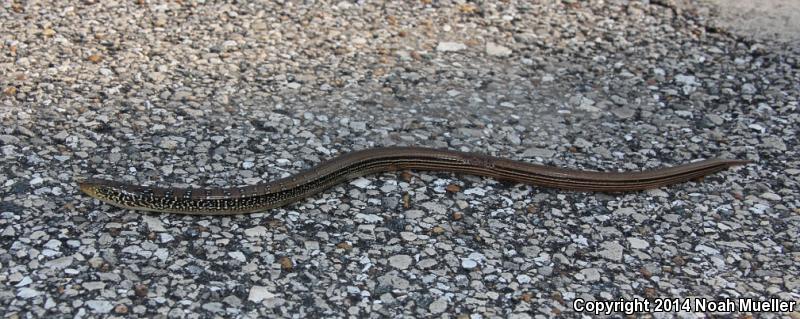 Mimic Glass Lizard (Ophisaurus mimicus)