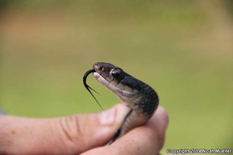 Brown-chinned Racer (Coluber constrictor helvigularis)