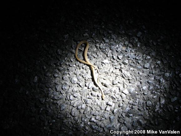 Florida Brownsnake (Storeria victa)