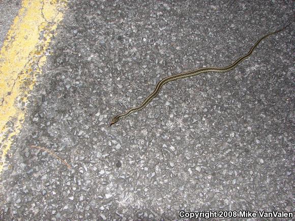 Eastern Gartersnake (Thamnophis sirtalis sirtalis)