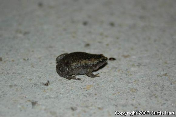 Eastern Narrow-mouthed Toad (Gastrophryne carolinensis)