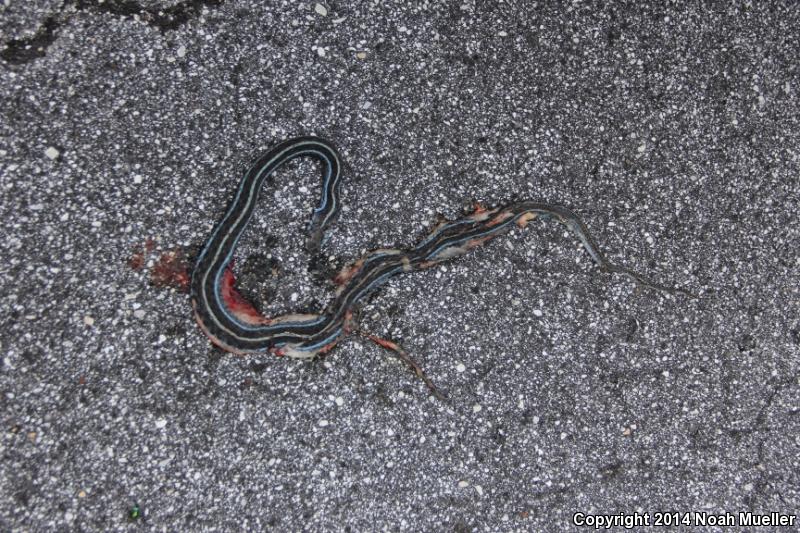 Blue-striped Gartersnake (Thamnophis sirtalis similis)