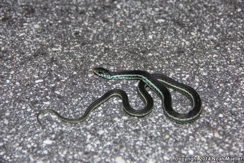 Blue-striped Gartersnake (Thamnophis sirtalis similis)