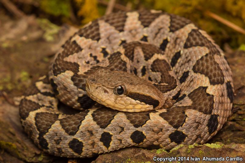 Jumping Pitviper (Atropoides nummifer)