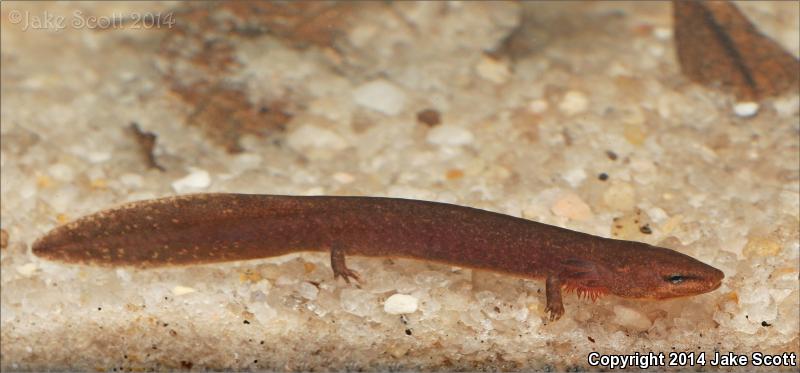 Black Warrior River Waterdog (Necturus alabamensis)