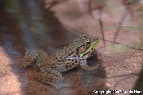 Northern Green Frog (Lithobates clamitans melanota)