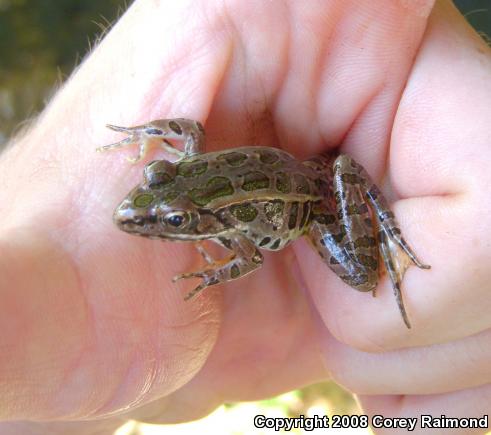 Pickerel Frog (Lithobates palustris)