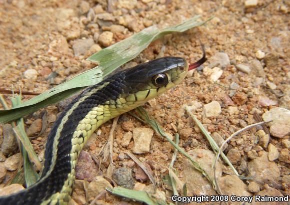 Common Gartersnake (Thamnophis sirtalis)