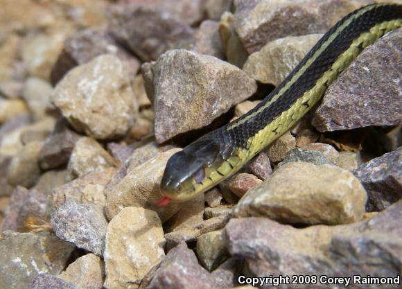 Common Gartersnake (Thamnophis sirtalis)