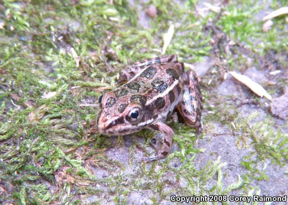 Pickerel Frog (Lithobates palustris)