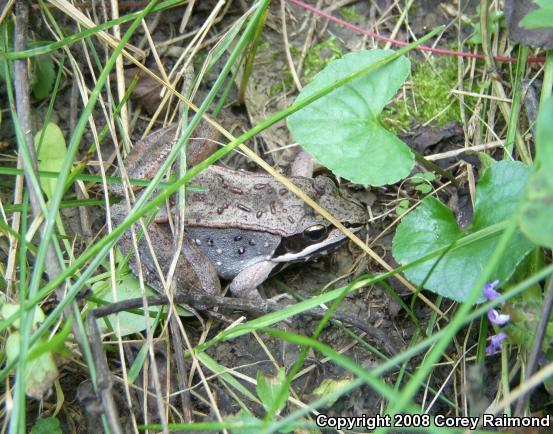 Wood Frog (Lithobates sylvaticus)