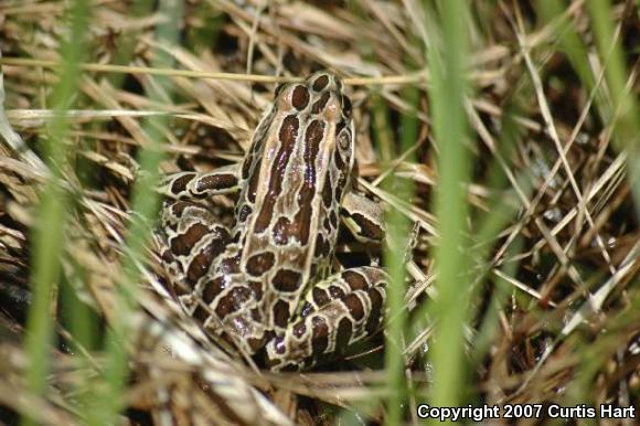 Northern Leopard Frog (Lithobates pipiens)