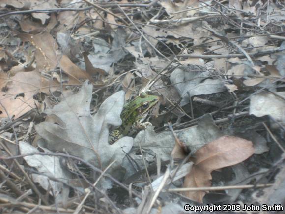 Southern Leopard Frog (Lithobates sphenocephalus utricularius)