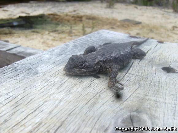 Eastern Fence Lizard (Sceloporus undulatus)