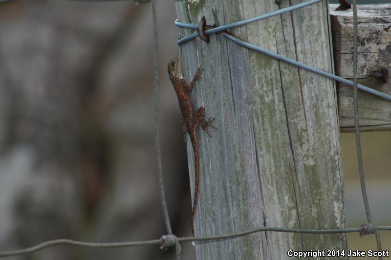 West African Rainbow Lizard (Agama agama africana)