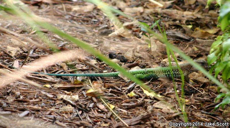 Giant Ameiva (Ameiva ameiva)