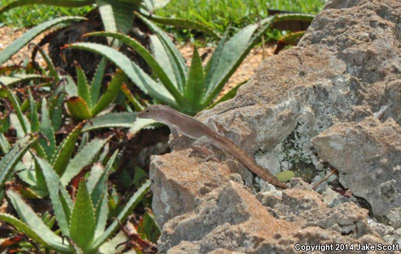 Puerto Rican Crested Anole (Anolis cristatellus cristatellus)