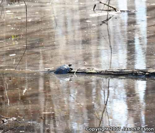 Spotted Turtle (Clemmys guttata)