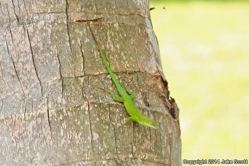 Hispaniolan Green Anole (Anolis chlorocyanus)