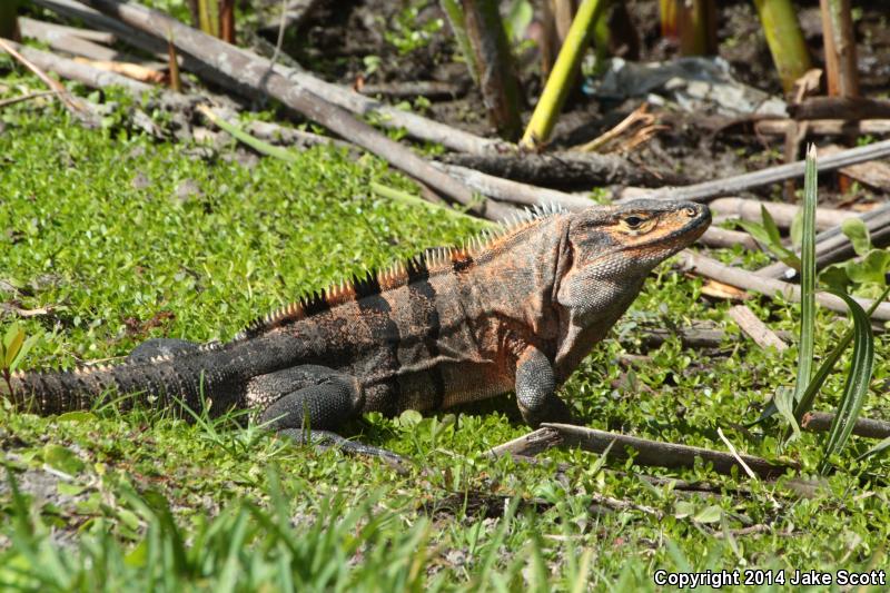 Gray's Spiny-tailed Iguana (Ctenosaura similis similis)