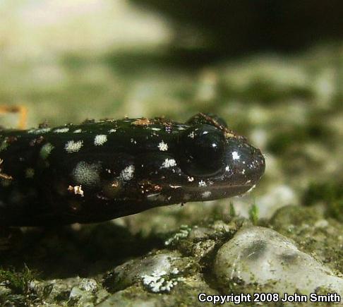 Northern Slimy Salamander (Plethodon glutinosus)