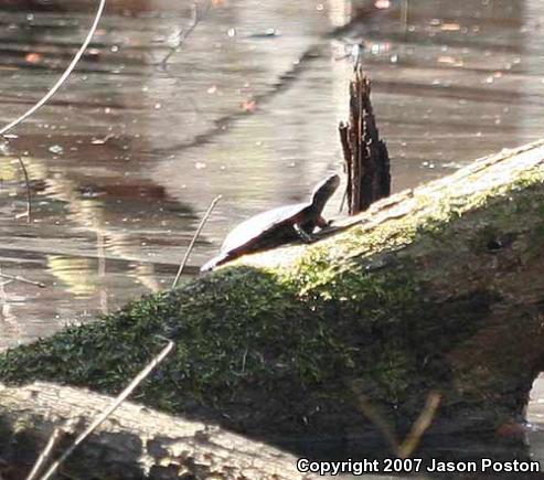 Spotted Turtle (Clemmys guttata)