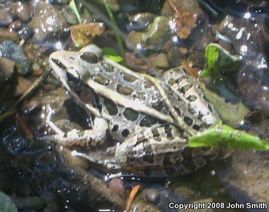 Pickerel Frog (Lithobates palustris)