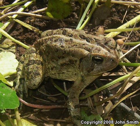 Fowler's Toad (Anaxyrus fowleri)