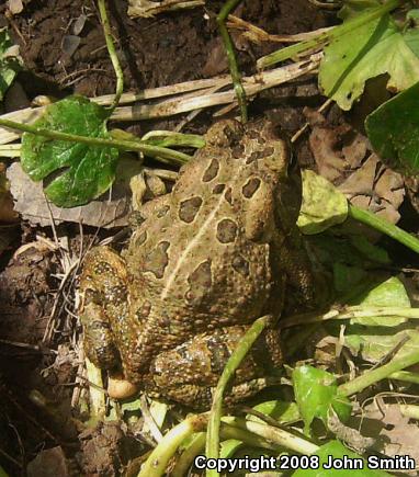 Fowler's Toad (Anaxyrus fowleri)