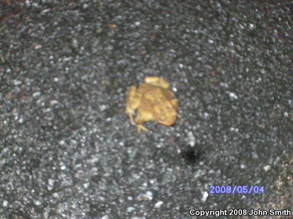 Eastern American Toad (Anaxyrus americanus americanus)