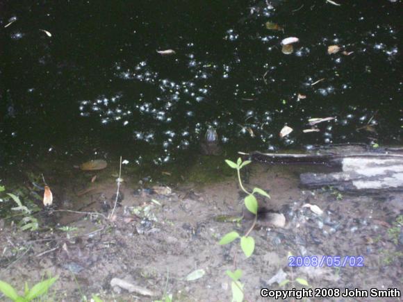 American Bullfrog (Lithobates catesbeianus)