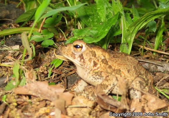 Fowler's Toad (Anaxyrus fowleri)