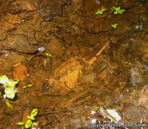 Eastern Snapping Turtle (Chelydra serpentina serpentina)