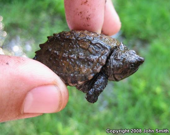 Eastern Snapping Turtle (Chelydra serpentina serpentina)