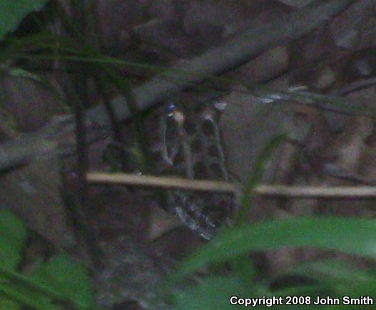 Pickerel Frog (Lithobates palustris)