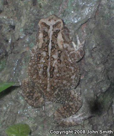 Fowler's Toad (Anaxyrus fowleri)