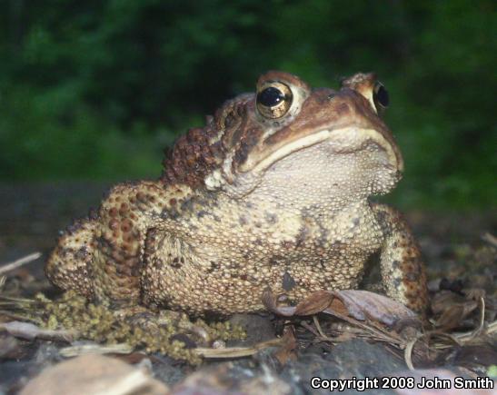 Eastern American Toad (Anaxyrus americanus americanus)