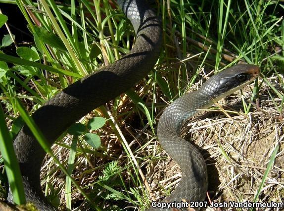 Blue Racer (Coluber constrictor foxii)