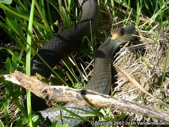 Blue Racer (Coluber constrictor foxii)