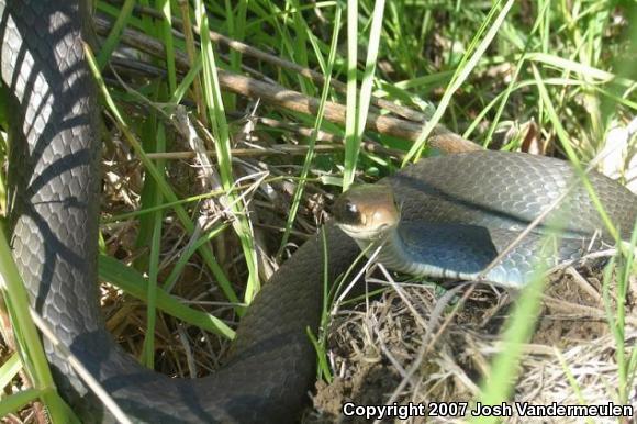 Blue Racer (Coluber constrictor foxii)