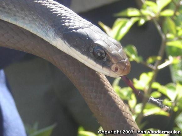 Blue Racer (Coluber constrictor foxii)