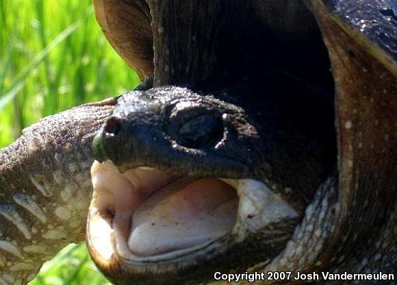 Eastern Snapping Turtle (Chelydra serpentina serpentina)