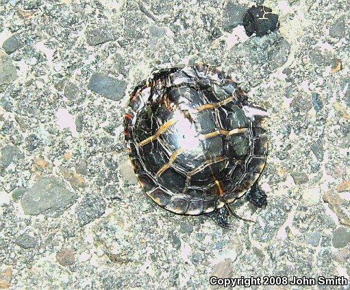 Eastern Painted Turtle (Chrysemys picta picta)