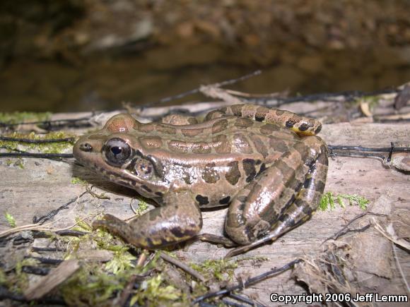 Pickerel Frog (Lithobates palustris)