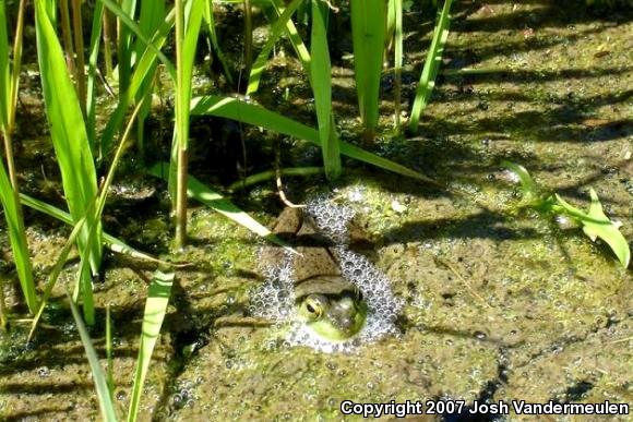 Northern Green Frog (Lithobates clamitans melanota)