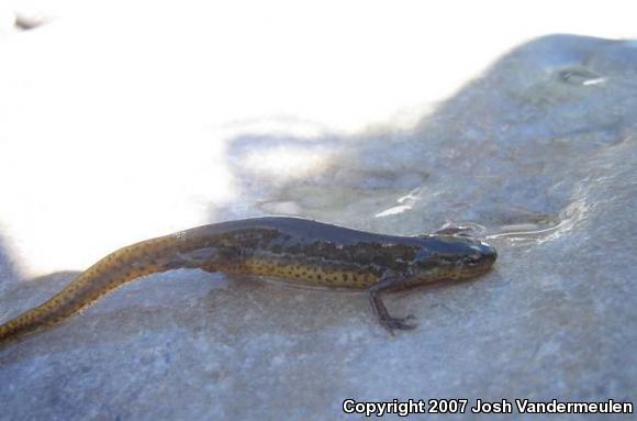 Red-Spotted Newt (Notophthalmus viridescens viridescens)