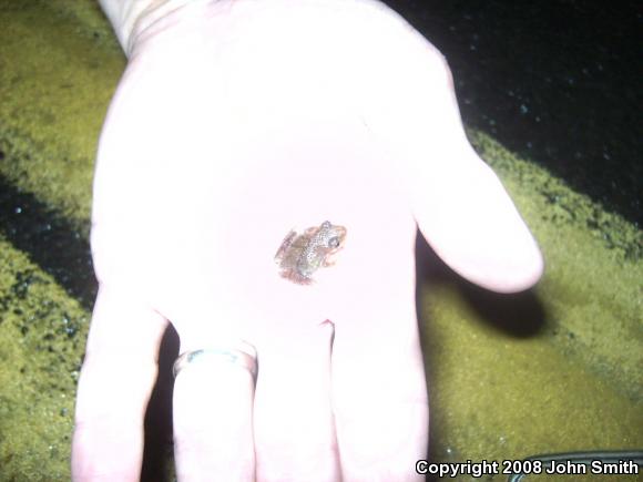 Northern Spring Peeper (Pseudacris crucifer crucifer)