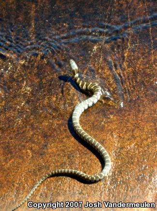 Northern Watersnake (Nerodia sipedon sipedon)